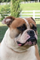 JR Champion OMB Go Bullzerk of Brave Heart (RIP)